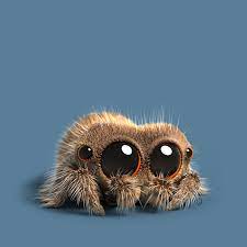 A cute looking spider with big eyes